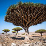 Dragon blood tree in Socotra