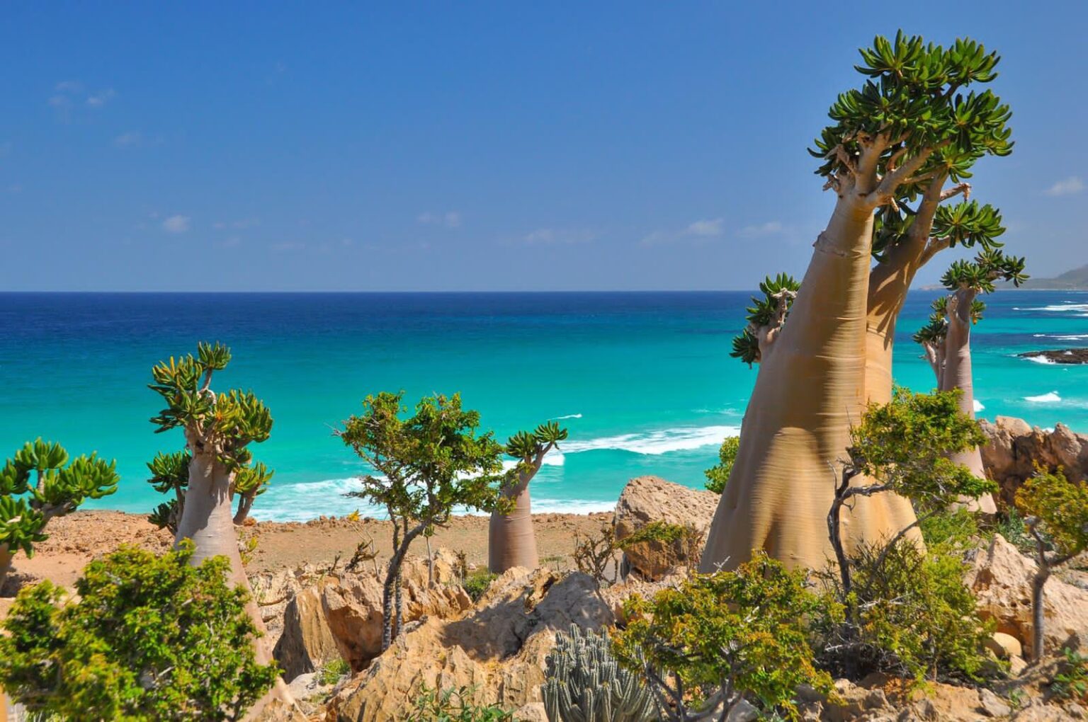 Discover Socotra s Plants From Dragon s Blood To Desert Rose